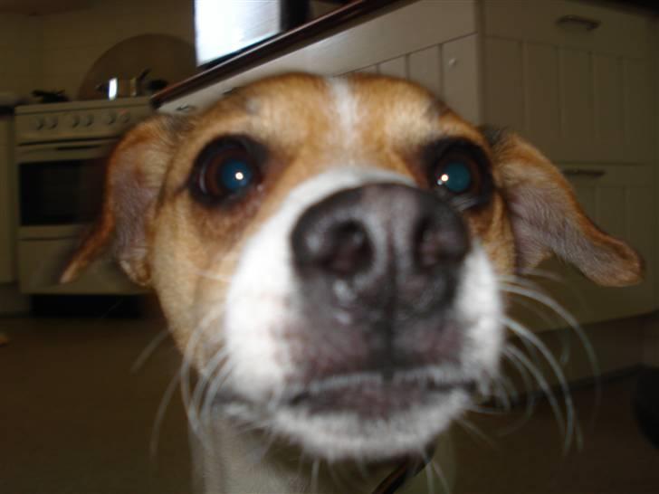 Dansk svensk gaardhund Luca Toni billede 16