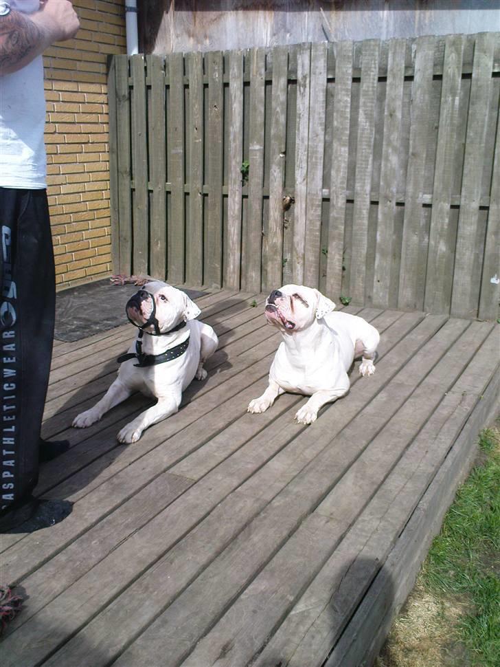 Amerikansk bulldog Max:-) billede 20