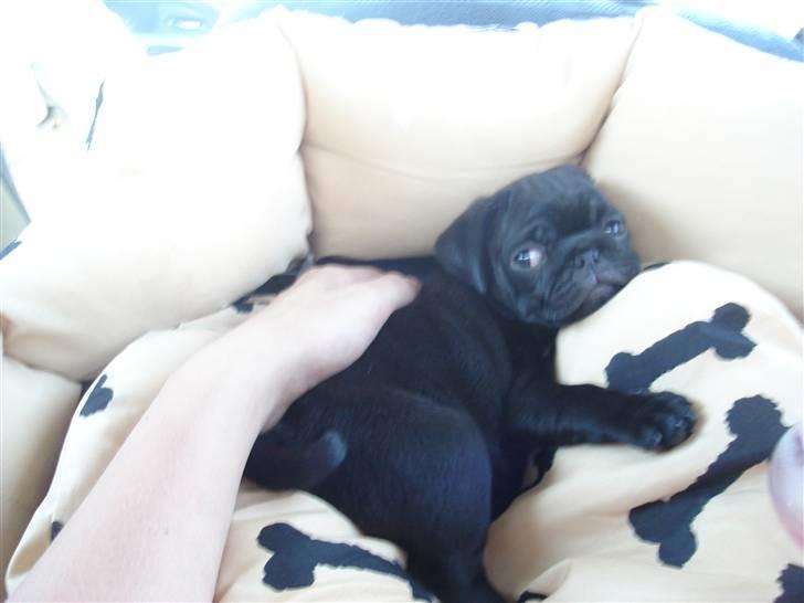 Mops Qiah Thilde - På vej hjem i bilen :o) fra opdr. billede 3