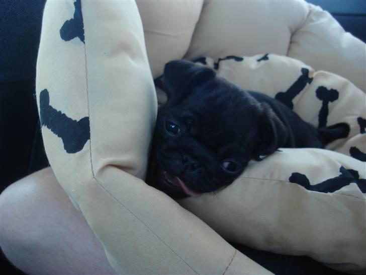 Mops Qiah Thilde - På vej hjem første gang, spændende! billede 4