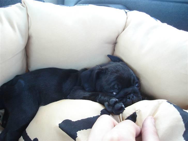 Mops Qiah Thilde - (: snoork billede 5