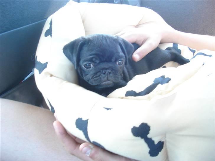 Mops Qiah Thilde - Ihh det hyggeligt :o) billede 6