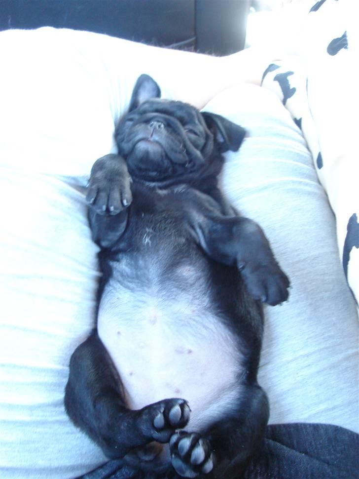 Mops Qiah Thilde - GOD MIDDAG!! billede 7