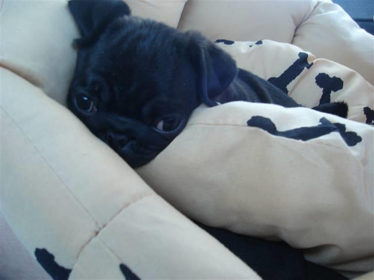 Mops Qiah Thilde - Thilde. billede 8