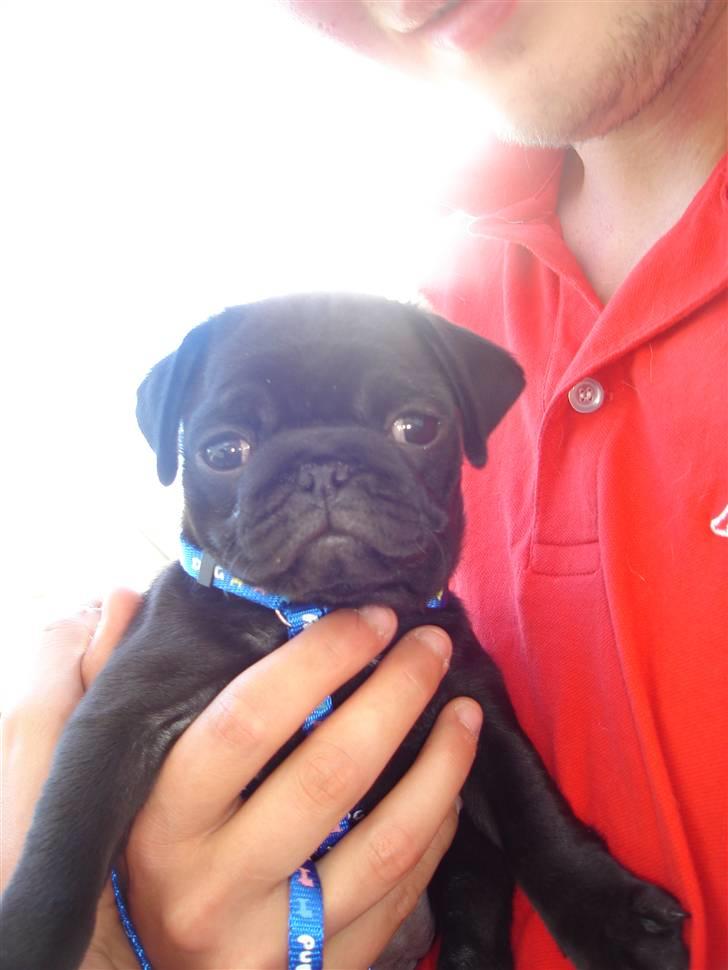 Mops Qiah Thilde billede 9