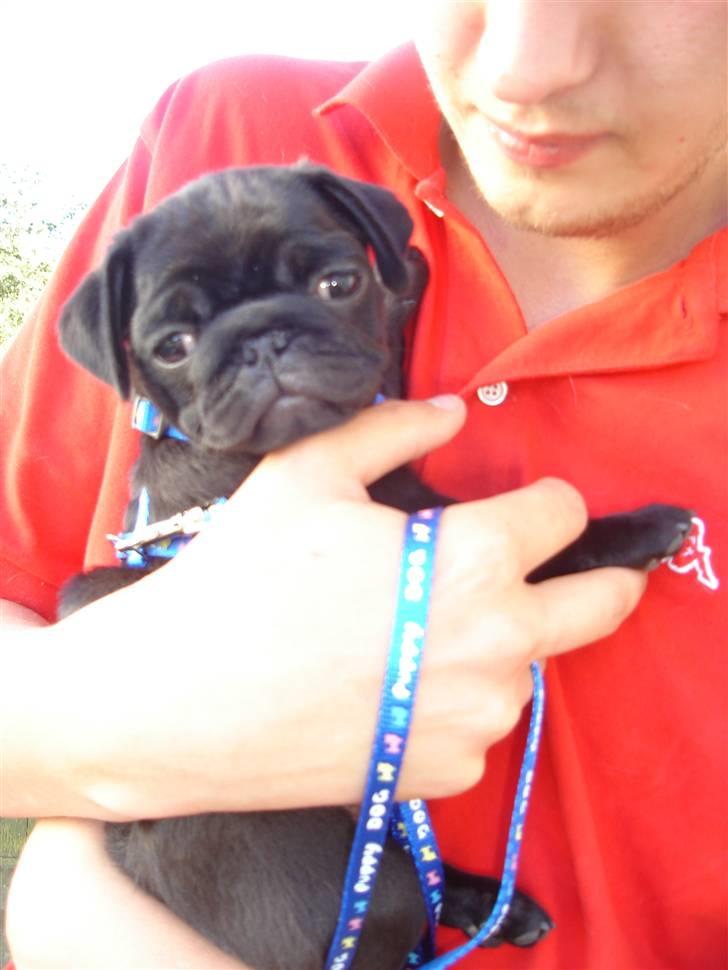 Mops Qiah Thilde billede 10