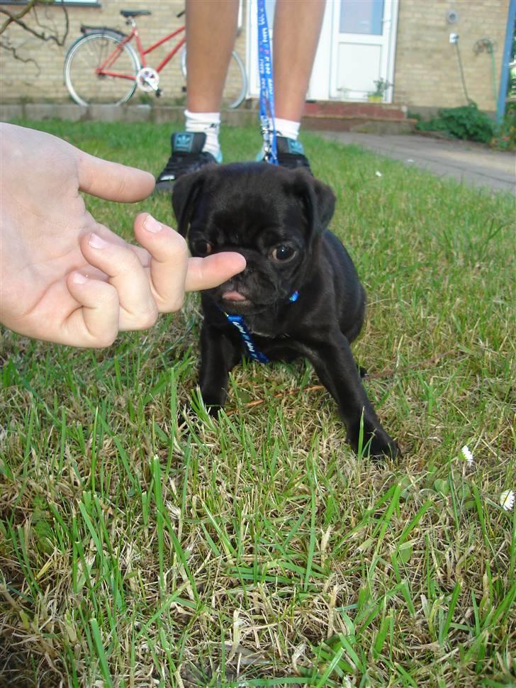 Mops Qiah Thilde - Ude og gå første gang. billede 11