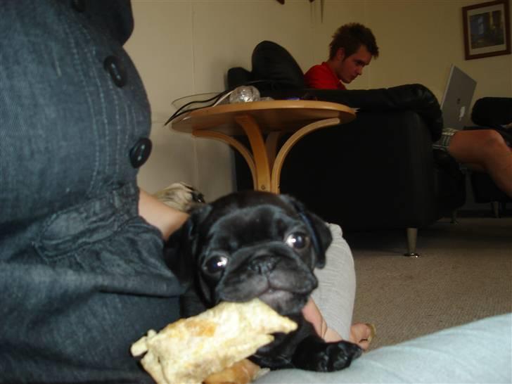 Mops Qiah Thilde - Ja så fik jeg et ben da jeg kom til mit nye hjem! billede 12