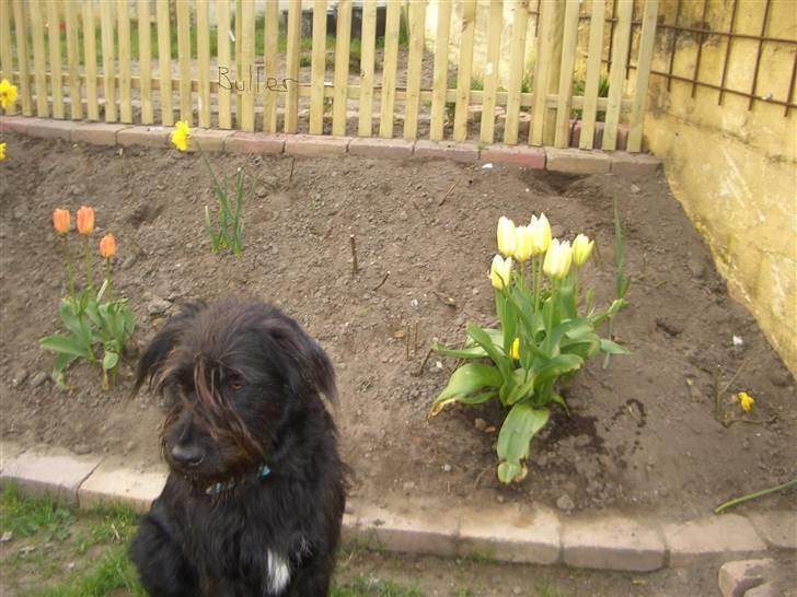 Blanding af racer Buller - Buller Fotomodel? billede 4