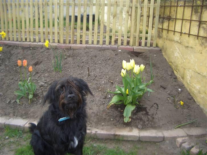 Blanding af racer Buller - Buller Fotomodel? billede 5