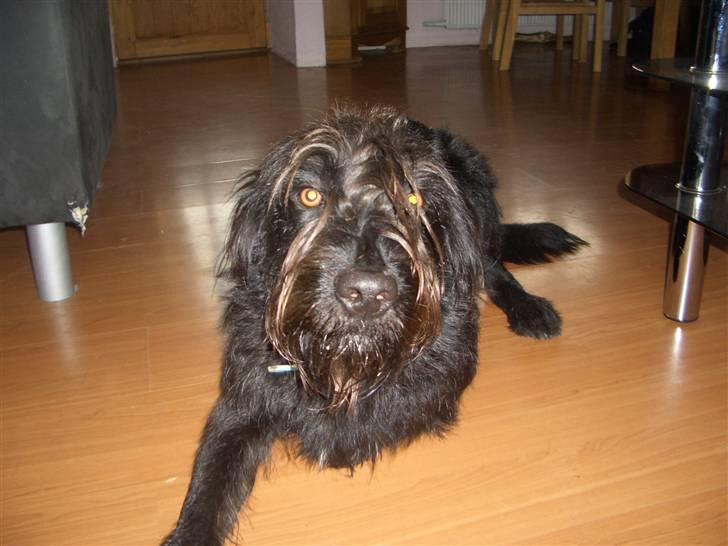 Blanding af racer Buller - Ligger lige og slabber af billede 6