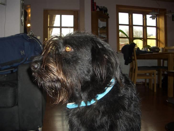 Blanding af racer Buller - Buller billede 7