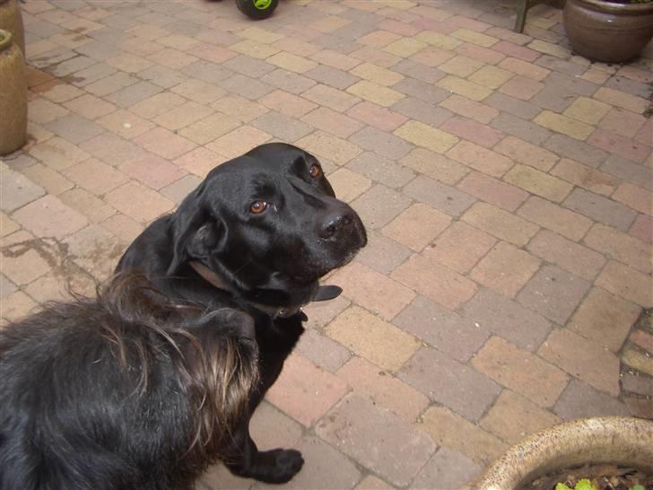 Blanding af racer Holger billede 6