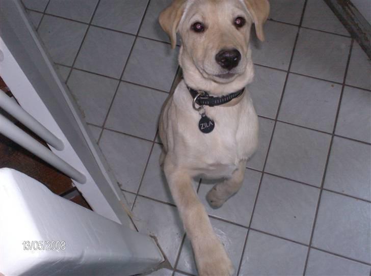 Labrador retriever Zila billede 5