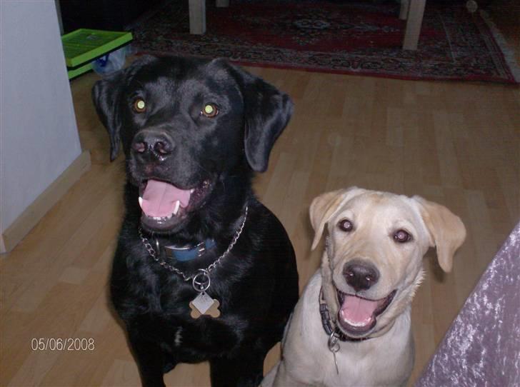 Labrador retriever Zila - Tyson og Zila 2 seje og lækre hunde :P mums billede 6