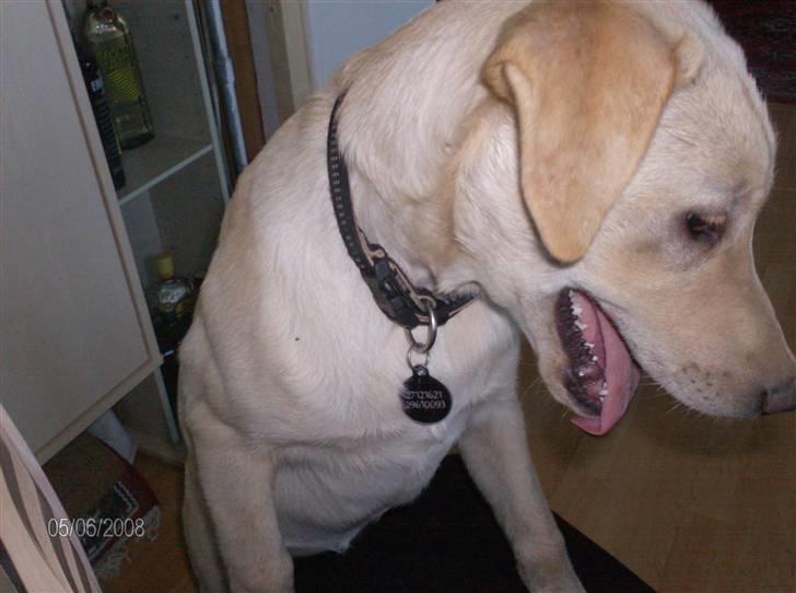 Labrador retriever Zila billede 7