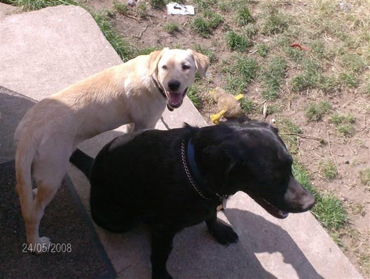 Labrador retriever Zila billede 8