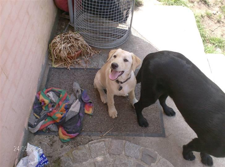 Labrador retriever Zila billede 9