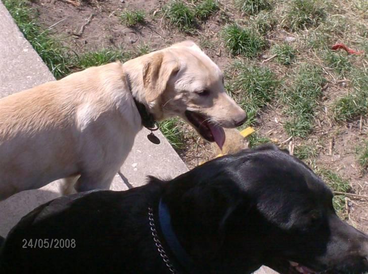 Labrador retriever Zila - moar der kommer nogen :P billede 10