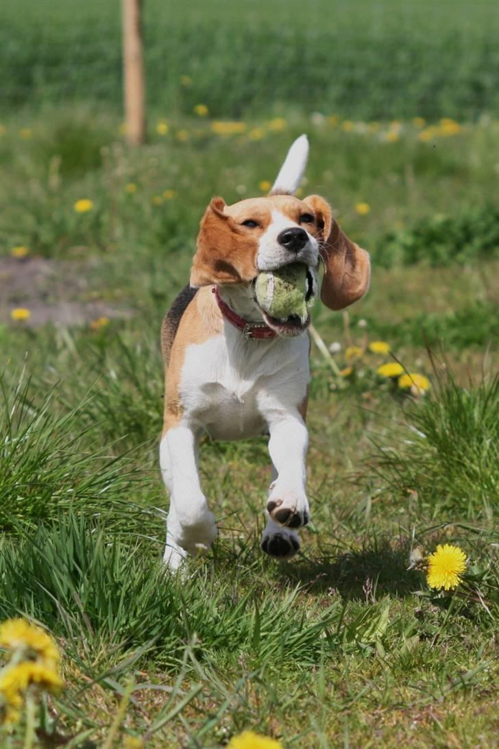 Beagle **Zila** billede 1