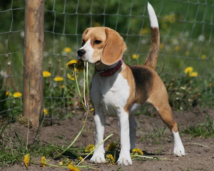 Beagle **Zila** - Tjuhej, her kommer jeg... billede 4