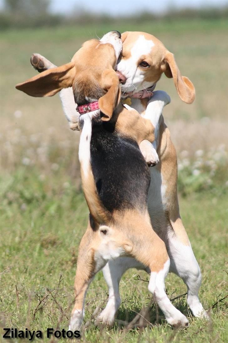 Beagle **Zila** - Mig og søster Aiya tager lige en dans.. billede 6
