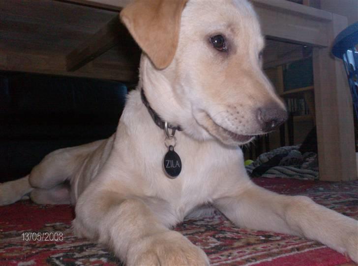 Labrador retriever Zila - arg skal jeg allerede op? billede 11
