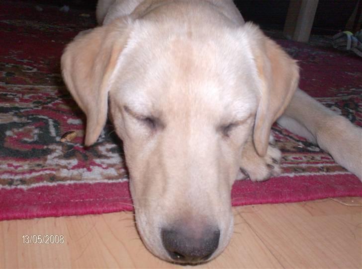 Labrador retriever Zila - shh Zila sover billede 12