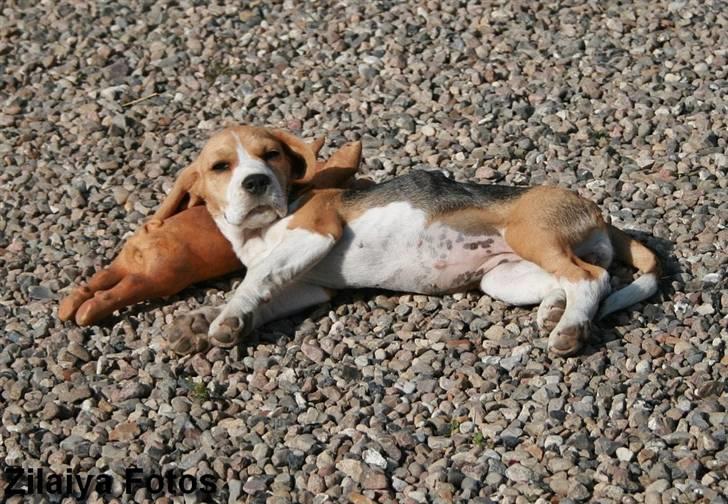 Beagle **Zila** - Min gris er en ekstremt god hovedpude.. billede 10