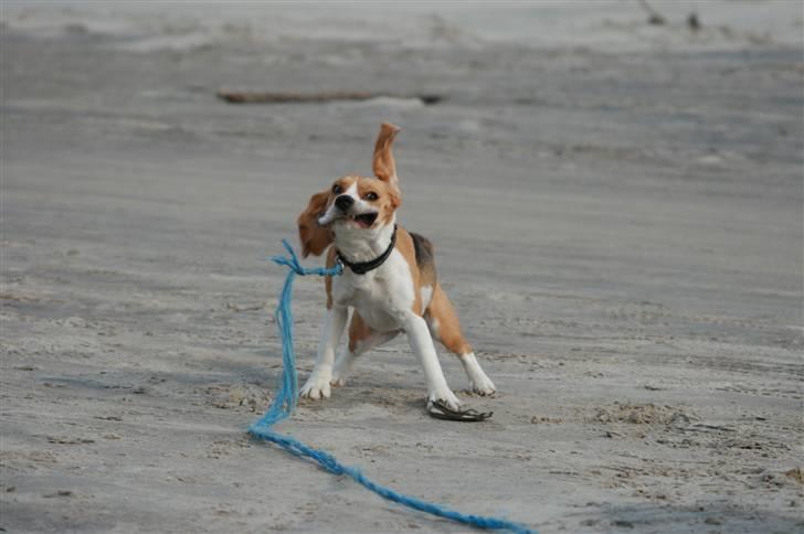 Beagle **Zila** - Min mor siger jeg er lækker, hvad syntes i?! billede 12