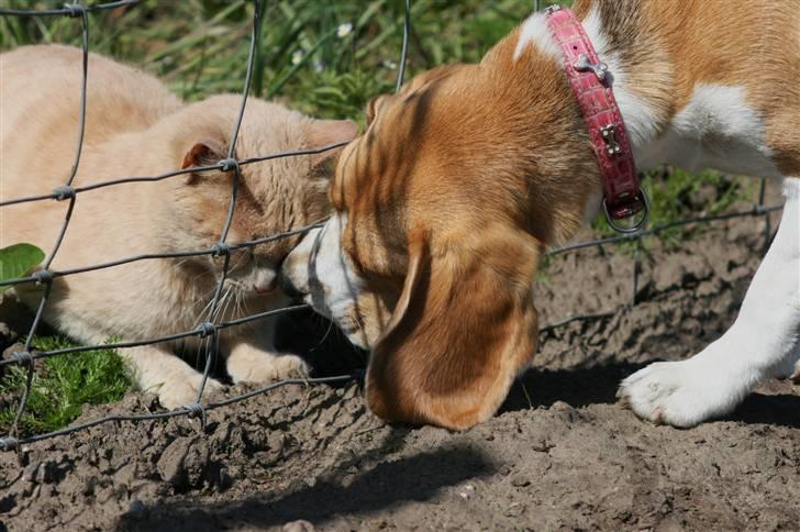 Beagle **Zila** billede 13