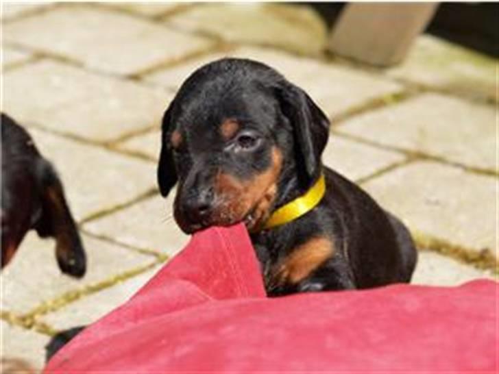 Dobermann *Charming Chick* billede 5