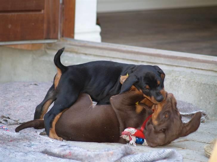 Dobermann *Charming Chick* billede 6