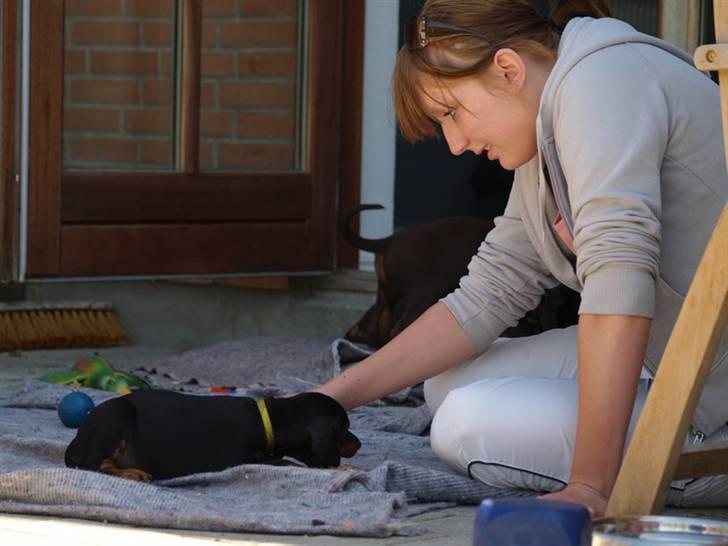 Dobermann *Charming Chick* billede 7