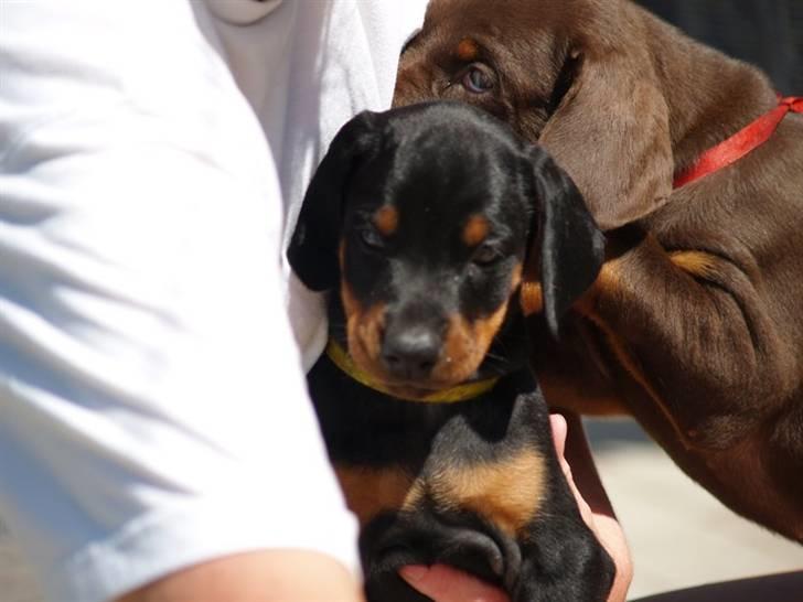 Dobermann *Charming Chick* billede 8