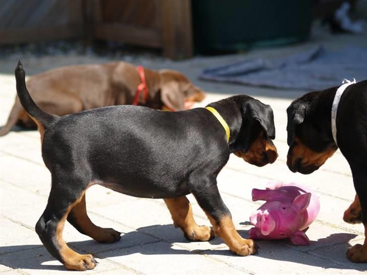 Dobermann *Charming Chick* billede 9