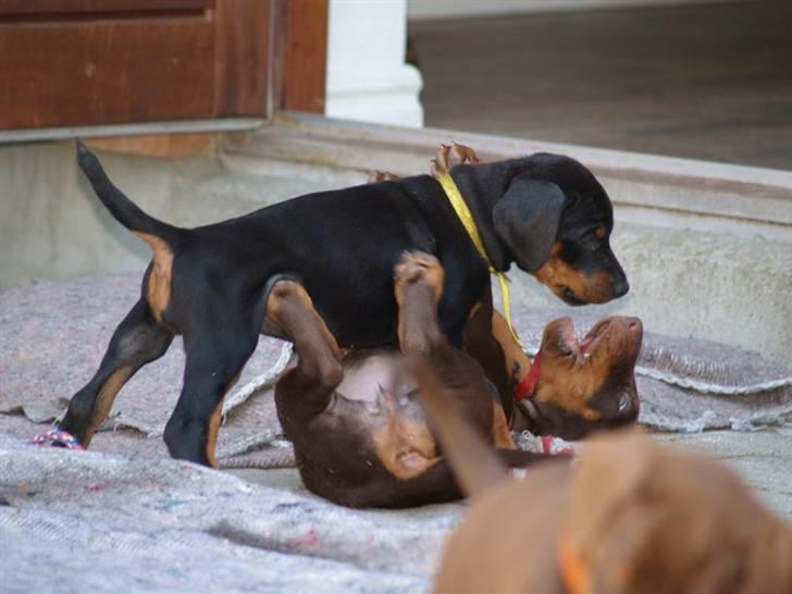 Dobermann *Charming Chick* billede 10