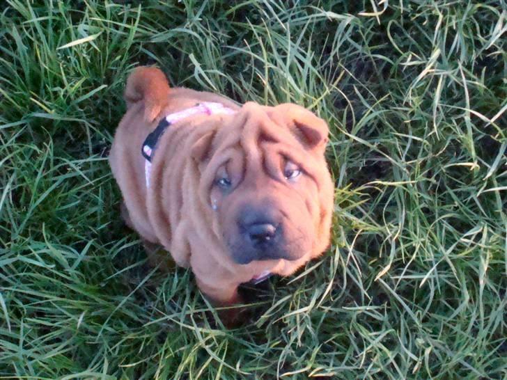 Shar pei Alma - er jeg ikke bare nuttet? får jeg så snart den godbid....? billede 9