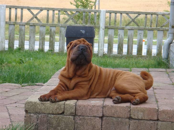Shar pei Alma - Ligger lige og holder øje med det hele.... billede 10