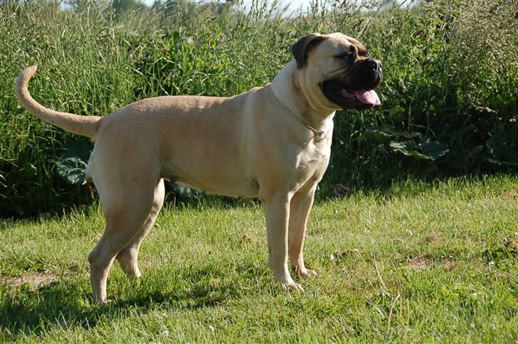Bullmastiff Bullsaint's afra  billede 19
