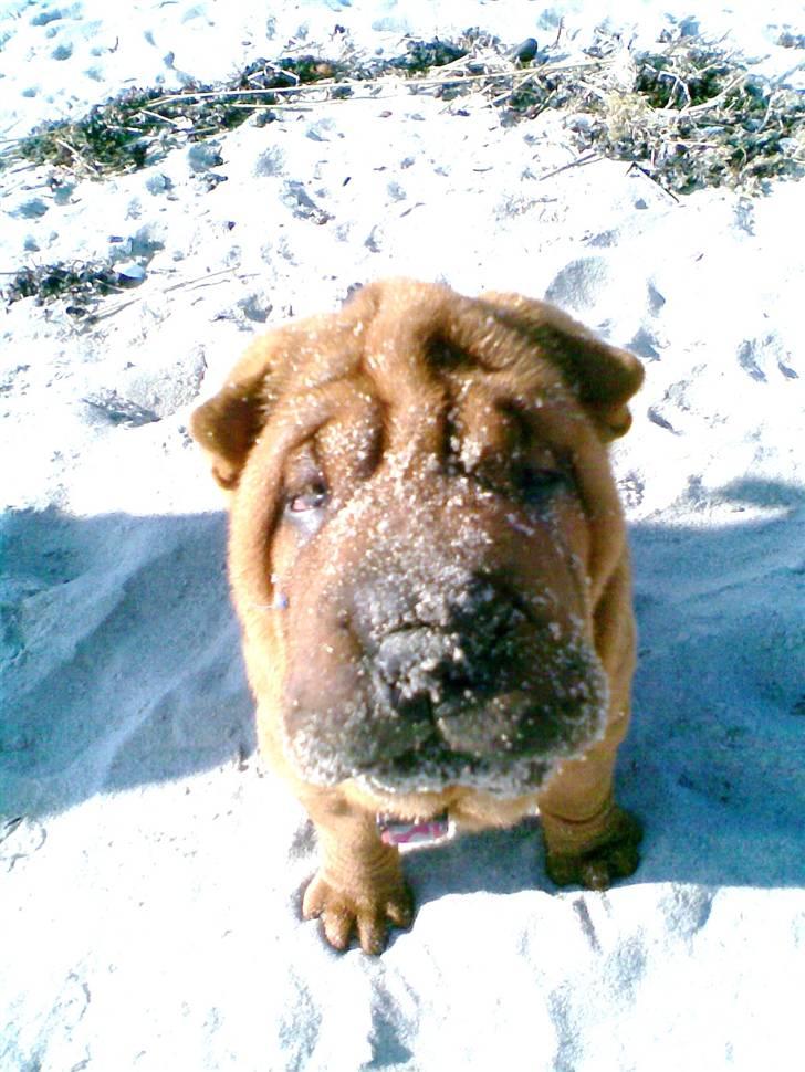 Shar pei Alma - det er bare sjovt at være på stranden... billede 11