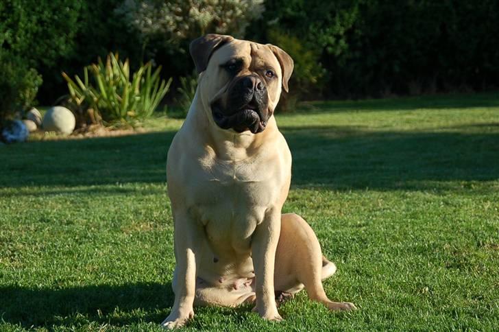 Bullmastiff Bullsaint's afra  billede 20