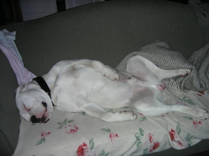 Amerikansk bulldog Homer - kongen er død - Jeg får lige en "morfar" billede 4