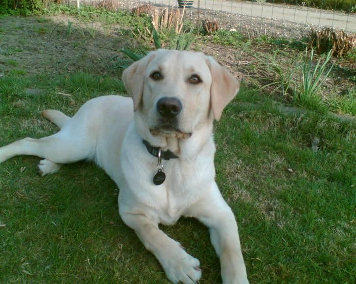 Labrador retriever Taco*R.I.P.* - Velkommen Til *Tacos* profil billede 1