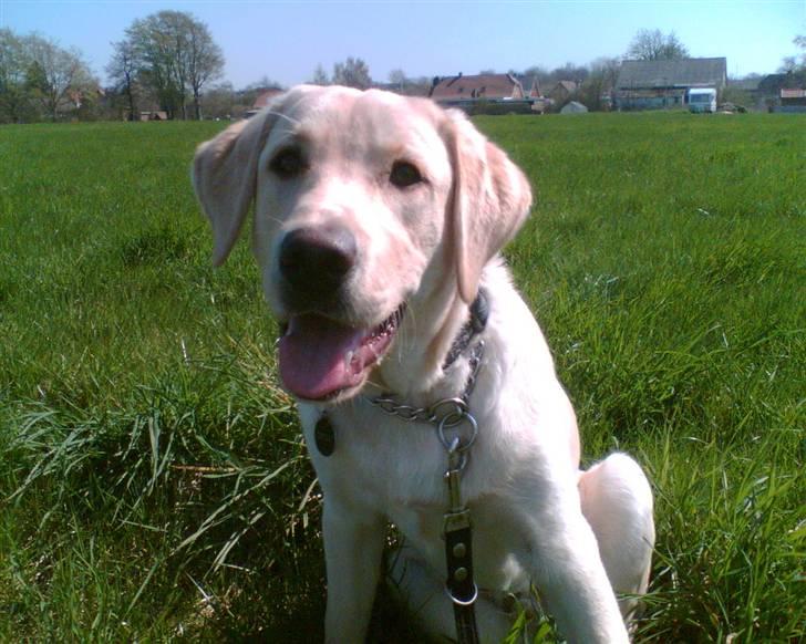 Labrador retriever Taco*R.I.P.* - Han var sgu smuk;) Miss you my love.... billede 2