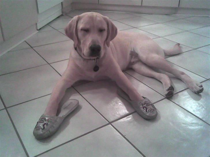 Labrador retriever Taco*R.I.P.* - Så hopper han lige i mine sutsko:D billede 3