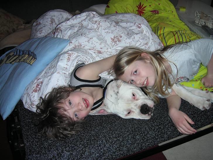 Amerikansk bulldog Homer - kongen er død - Mine bedste menneskevenner billede 9