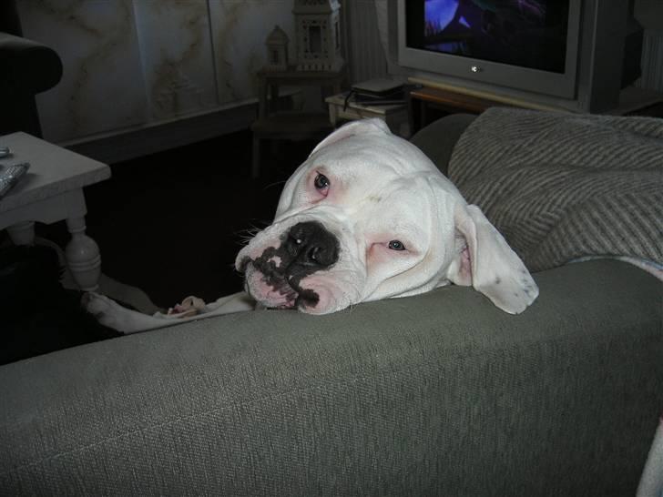 Amerikansk bulldog Homer - kongen er død - Endnu en hvilepositur billede 6