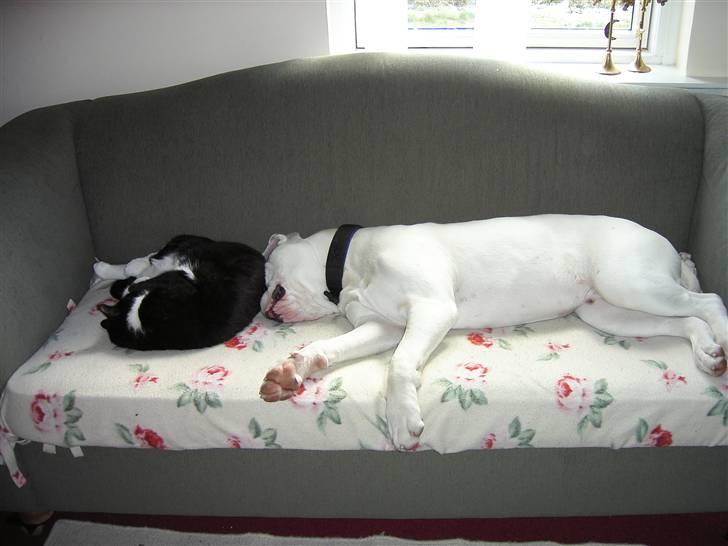 Amerikansk bulldog Homer - kongen er død - Min bedste katteven "Lillebror" billede 3