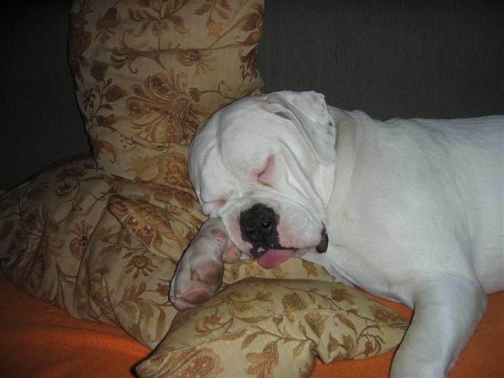 Amerikansk bulldog Homer - kongen er død - Drømmer lidt om mad billede 5